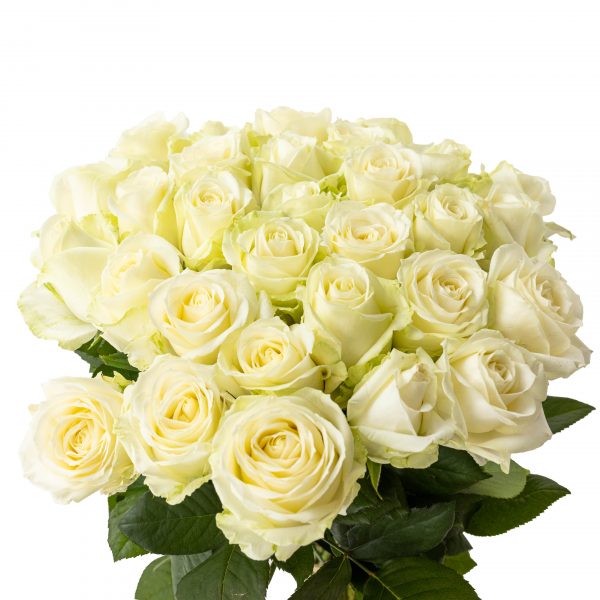Fleur Roses Blanches